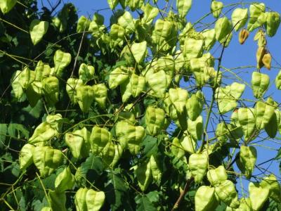 Прикрепленное изображение: kc01.jpg